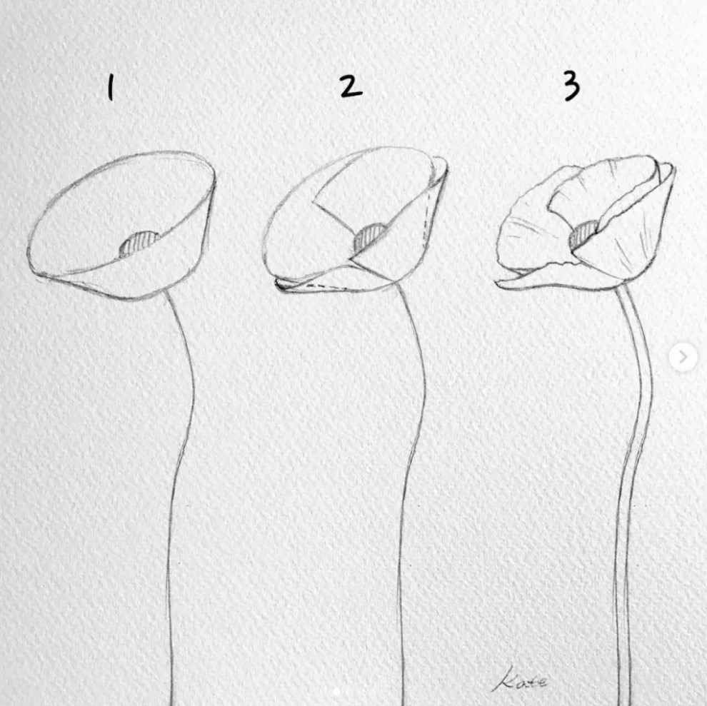 how-to-draw-poppy-flowers-for-beginners-rizal-hadizan