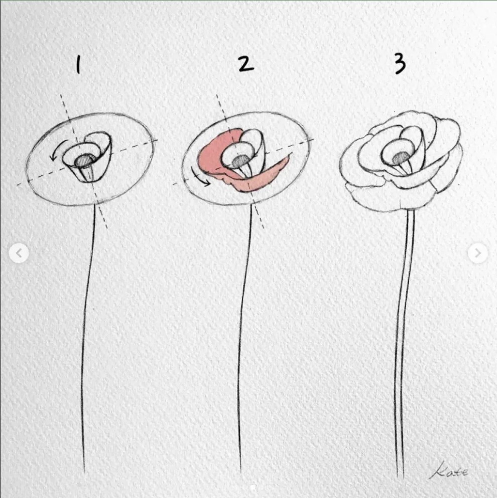 How To Draw A Poppy Flower