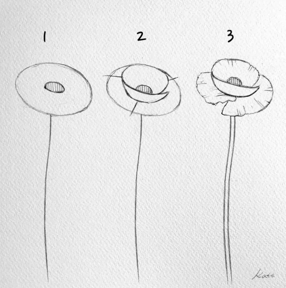 how-to-draw-poppy-flowers-for-beginners-rizal-hadizan